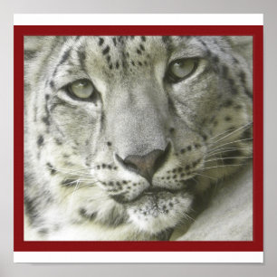 Snö Leopard Poster