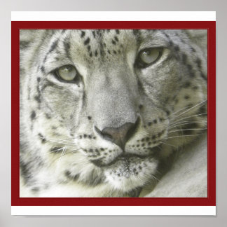 Snö Leopard Poster