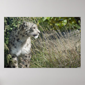 Snö leopard poster