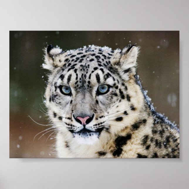 Snö Leopard Poster (Framsidan)