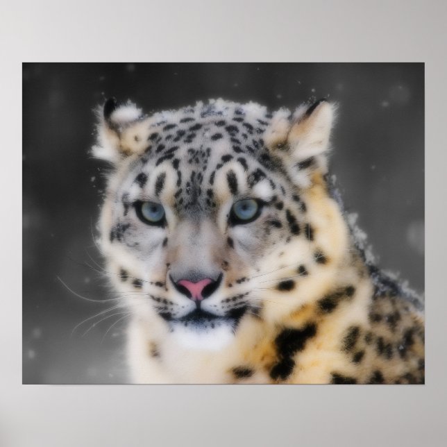 Snö Leopard Poster (Framsidan)