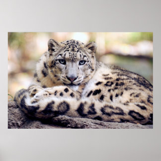 Snö leopard poster