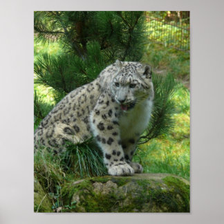 Snö Leopard Poster
