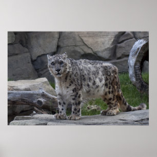 Snö Leopard Poster