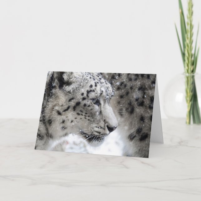 Snö Leopard Profile Porträtt Kort (Framsida)