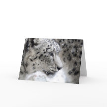 Snö Leopard Profile Porträtt