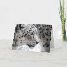 Snö Leopard Profile Porträtt Kort