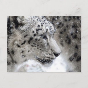 Snö Leopard Profile Porträtt Vykort