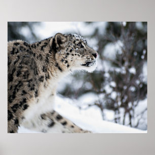 Snö Leopard Profile Poster