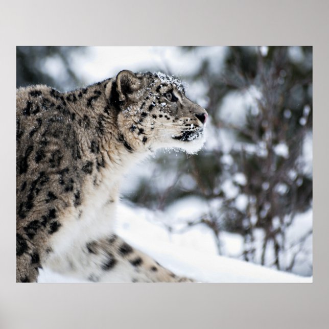 Snö Leopard Profile Poster (Framsidan)