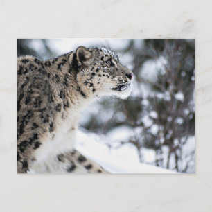 Snö Leopard Profile Vykort
