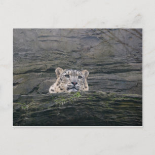 Snö Leopard Resting Vykort