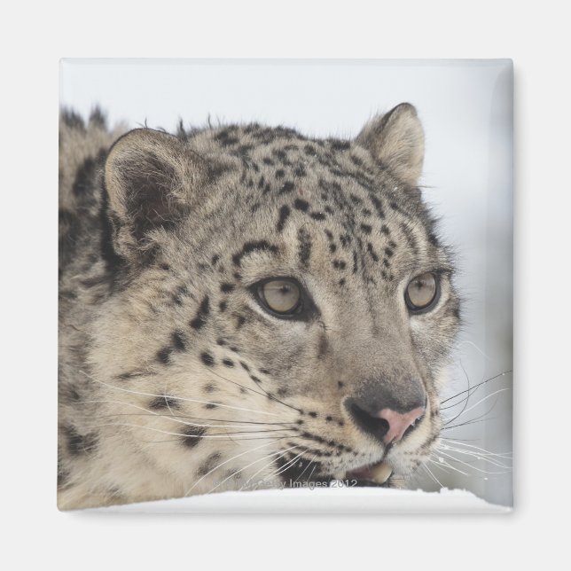 Snö leopard (Uncia uncia) 2 Magnet (Framsidan)