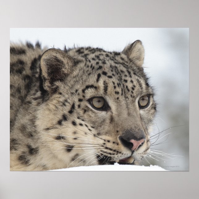 Snö leopard (Uncia uncia) 2 Poster (Framsidan)