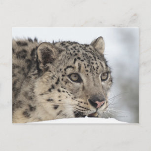 Snö leopard (Uncia uncia) 2 Vykort