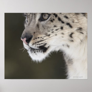 Snö leopard (Uncia uncia) Poster