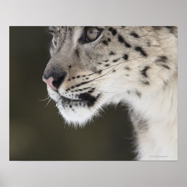 Snö leopard (Uncia uncia) Poster (Framsidan)
