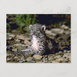 Snö leopard, unga unge vykort