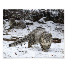 Snö Leopard Unge Fototryck