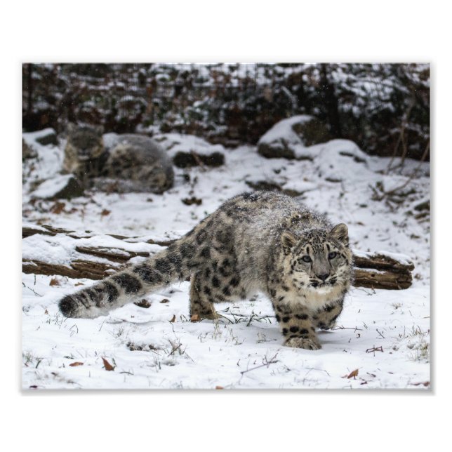 Snö Leopard Unge Fototryck (Framsidan)