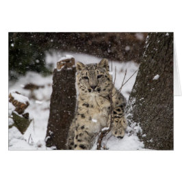 Snö Leopard Unge Hälsningskort