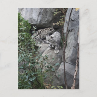Snö Leopard Unge på en Ledge Vykort