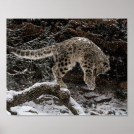 Snö Leopard Unge Pound Poster