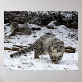 Snö Leopard Unge Stalking Birds Poster