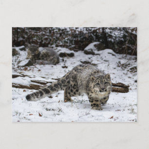 Snö Leopard Unge Stalking Birds Vykort