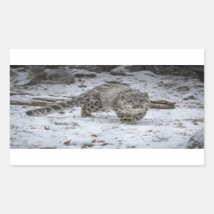 Snö Leopard Unge Stalking Rektangulärt Klistermärke