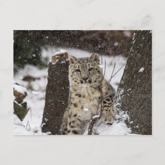 Snö Leopard Unge Vykort (Framsida)