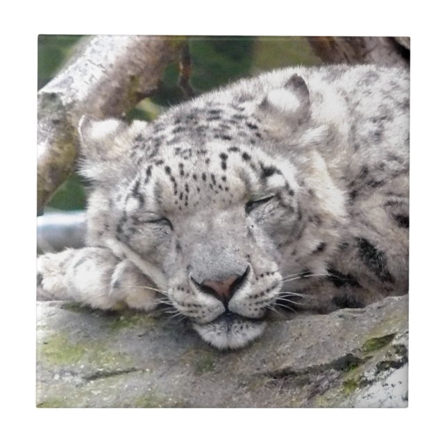 Snö Leopard - vacker! Kakelplatta (Framsidan)