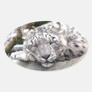 Snö Leopard - vacker! Ovalt Klistermärke