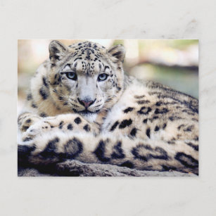 Snö Leopard - vackert fotovykort Vykort