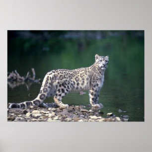 Snö Leopard vid floden Poster