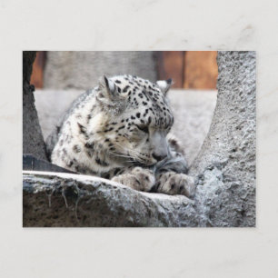 Snö Leopard Vild katt Bevackte Photo Vykort