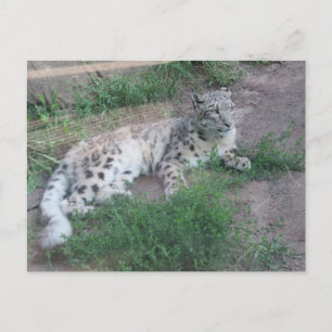 Snö Leopard Vykort