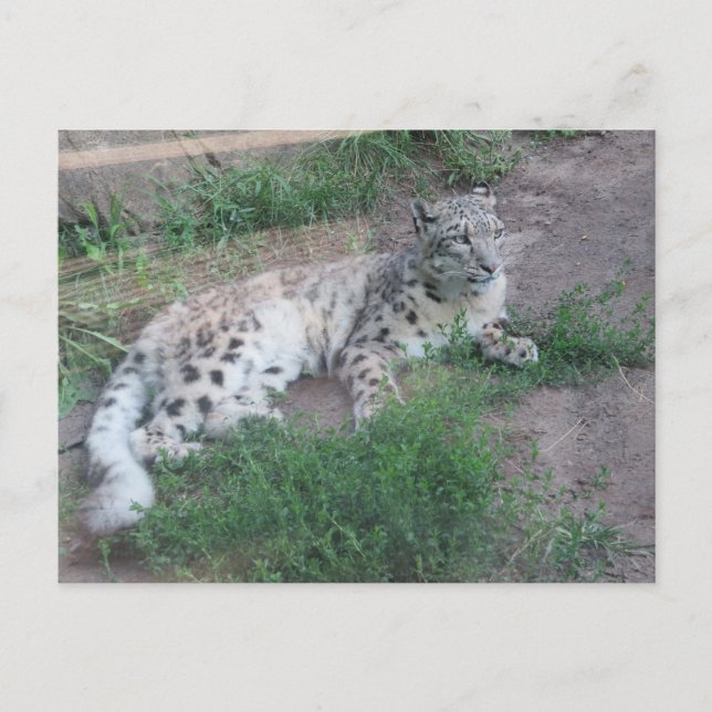 Snö Leopard Vykort (Framsida)