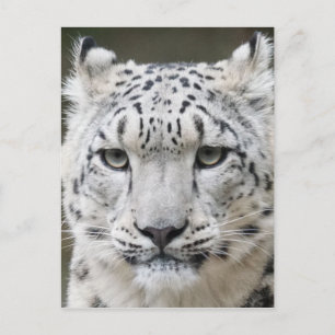 Snö Leopard Vykort