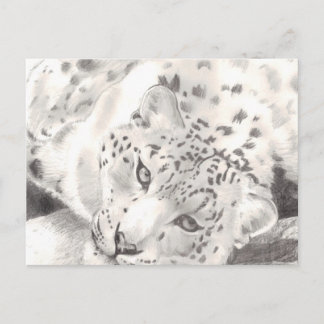 Snö Leopard Vykort