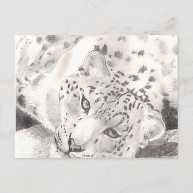 Snö Leopard Vykort (Framsida)