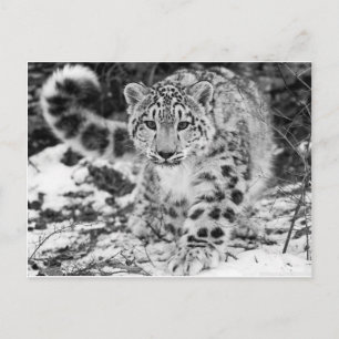 Snö Leopard Vykort