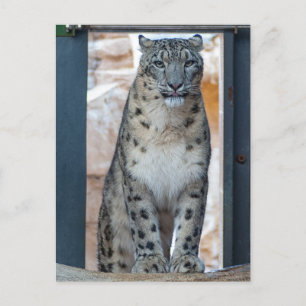 Snö Leopard Vykort