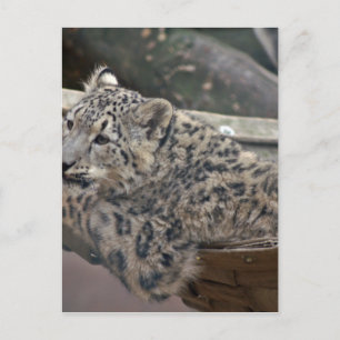Snö Leopard Vykort