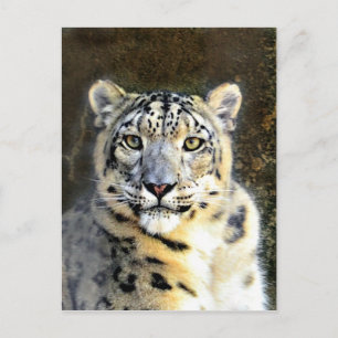 Snö Leopard Vykort