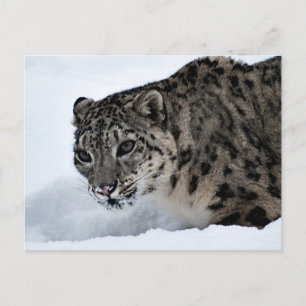 Snö Leopard Vykort
