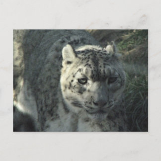 Snö Leopard Vykort