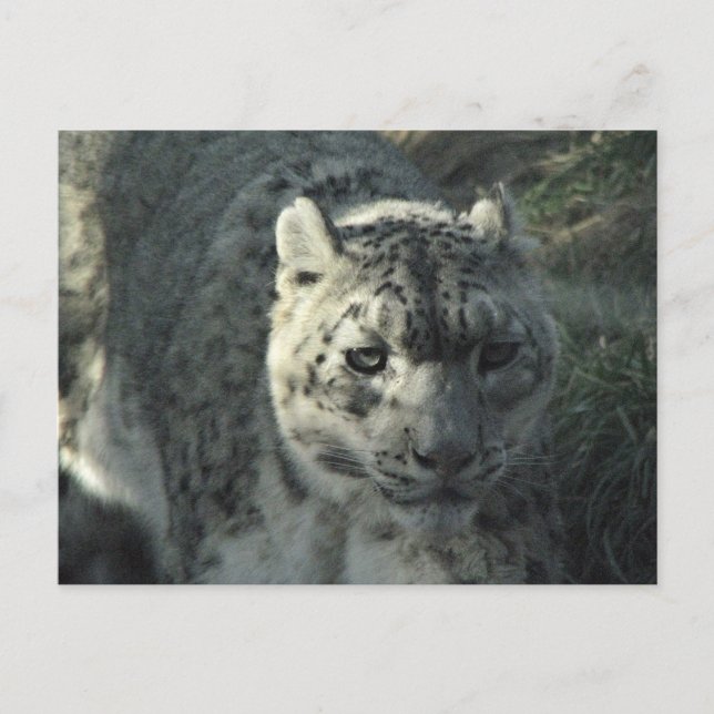Snö Leopard Vykort (Framsida)