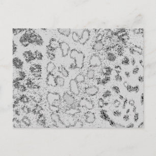 Snö Leopard Vykort