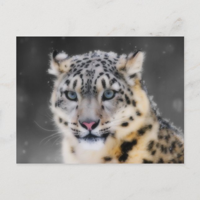 Snö Leopard Vykort (Framsida)